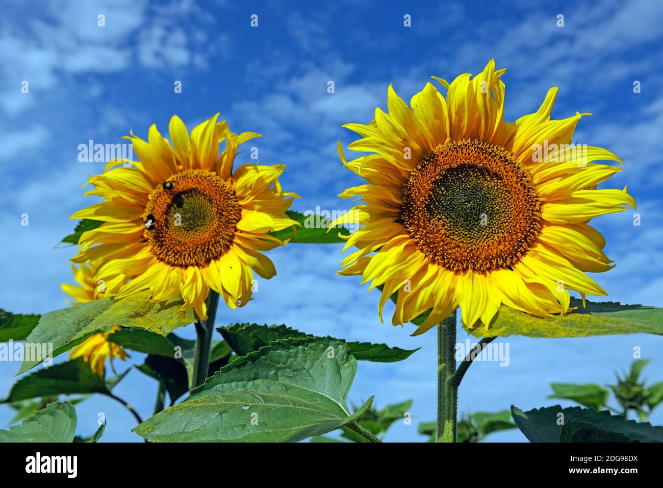 Sonnenblumen, (Helianthus annuus) Stock Photo