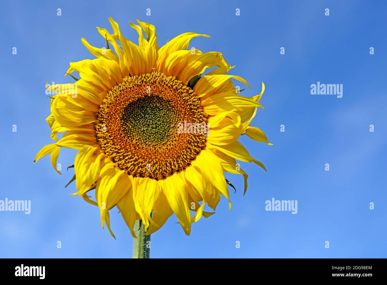 Einzelne Sonnenblume, (Helianthus annuus) Stock Photo