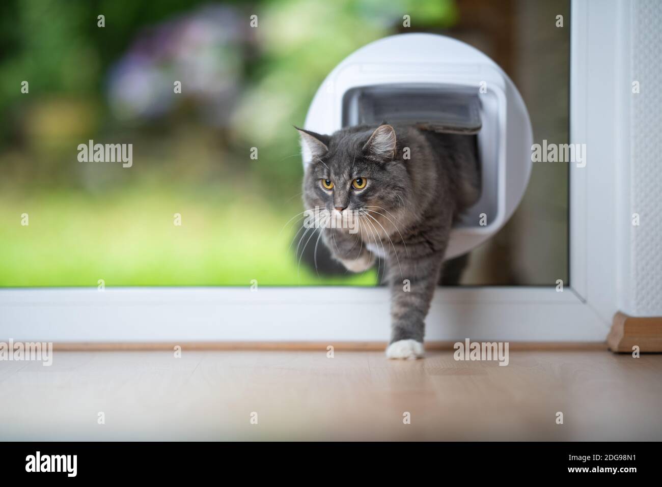 young blue tabby maine coon cat coming home from outdoors passing