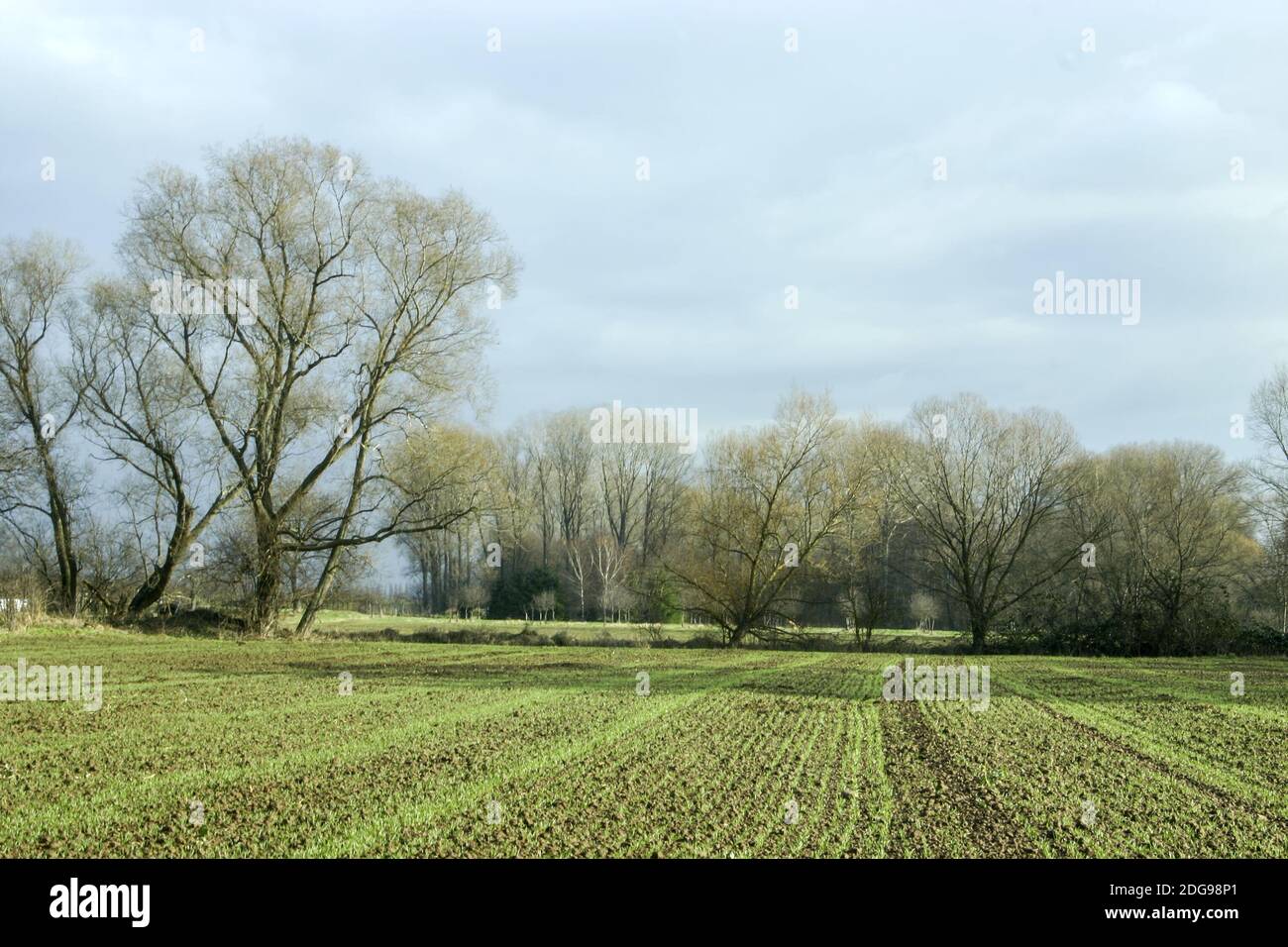 Field with winter cereals Stock Photo