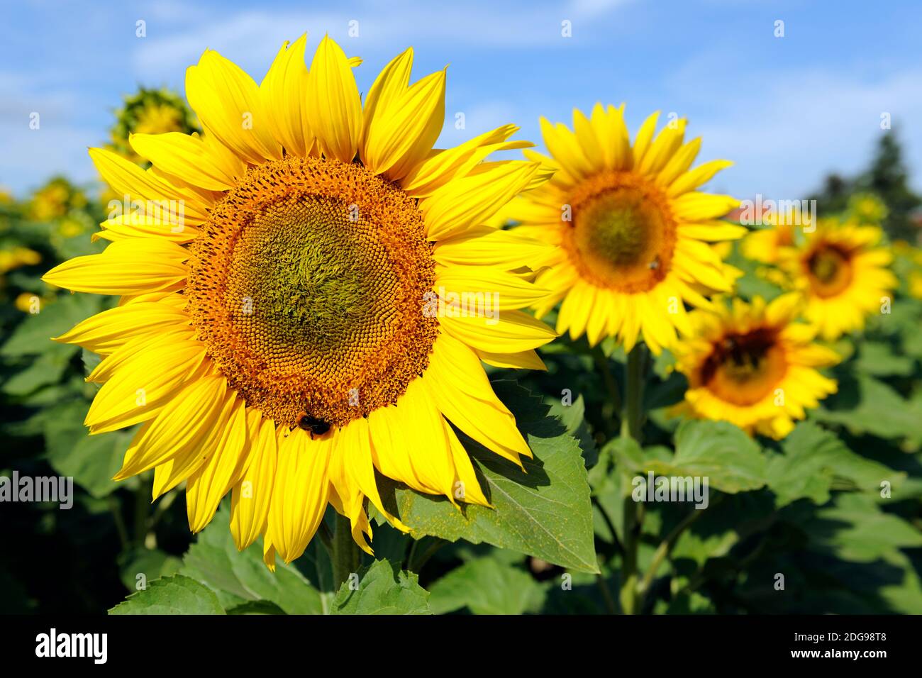 Sonnenblumen, (Helianthus annuus) Stock Photo