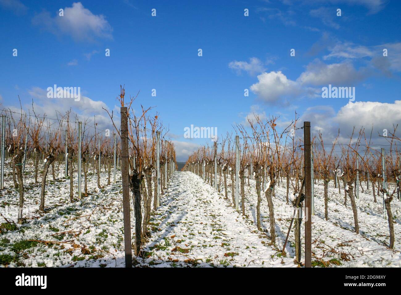 Vineyard in winter Stock Photo