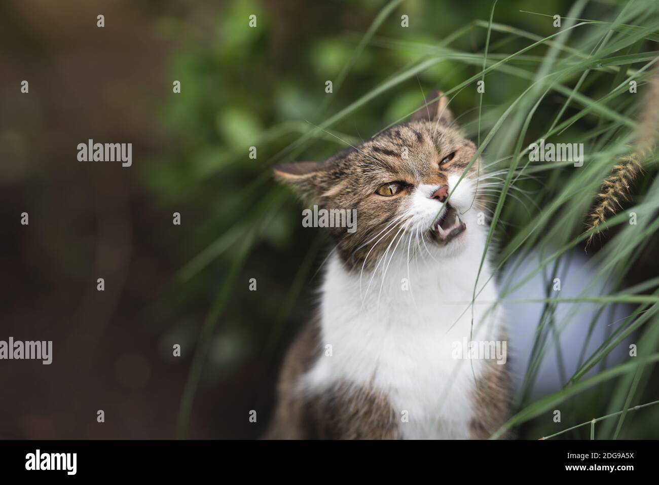 tabby british shorthair cat chewing on pampas grass in the back yard