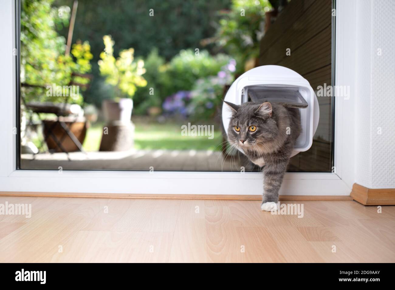 young blue tabby maine coon cat coming back in from garden passing