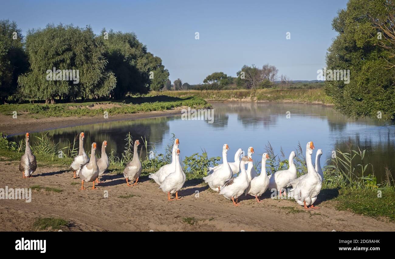 A herd of geese near a small river. Stock Photo