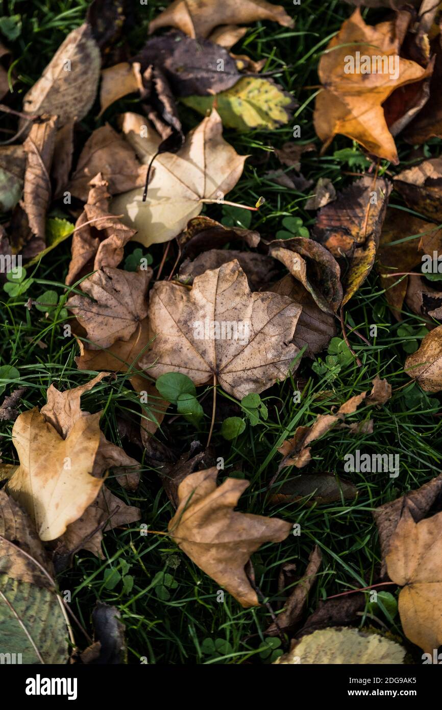 Autumnal tree leaves on the ground Stock Photo - Alamy