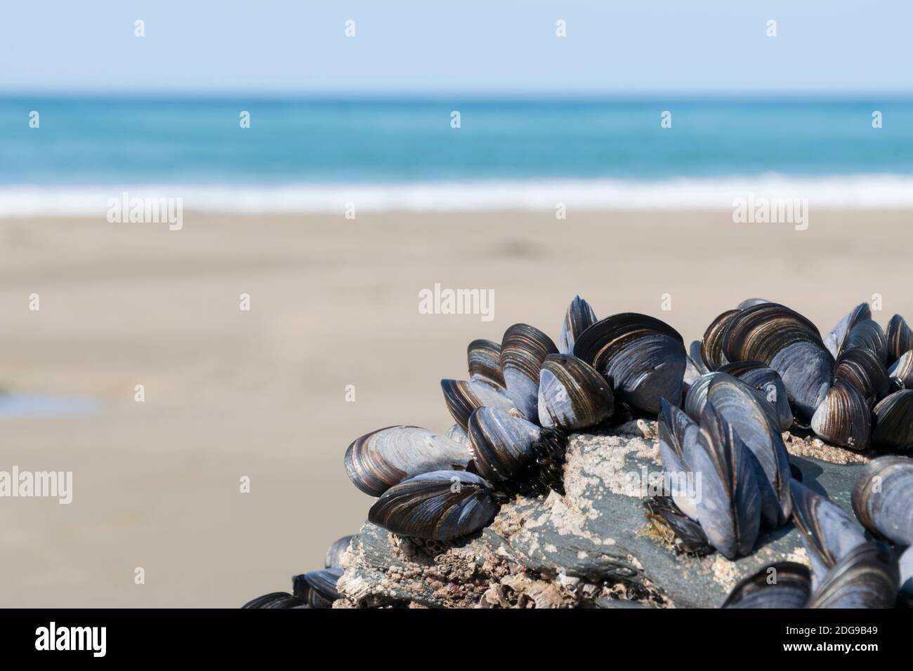 Common mussels growing on rocks at Trebarwith Strand, Cornwall,UK Stock