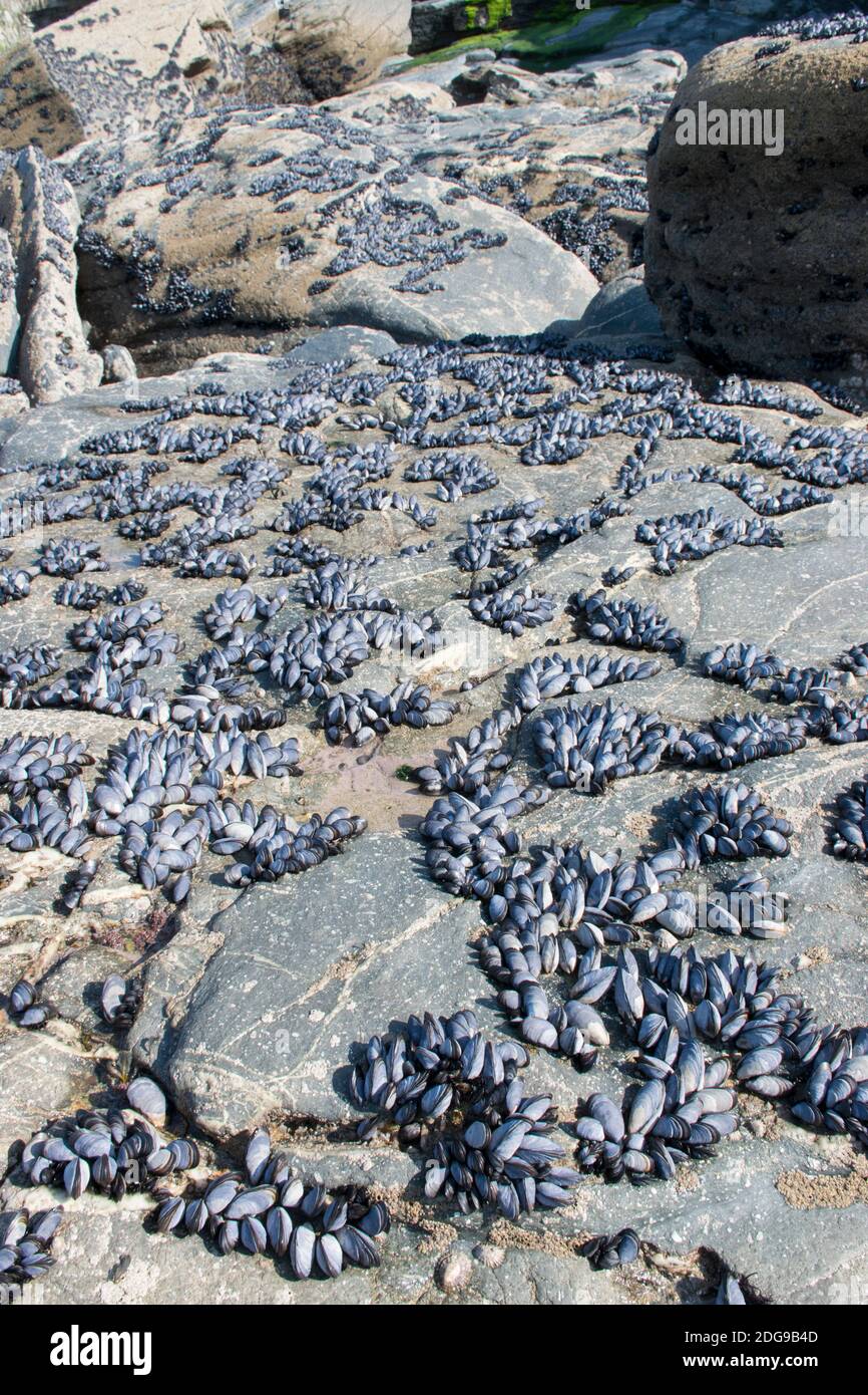 How Shellfish On Rocks Shellfish Growing On Rocks High Resolution Stock Photography and Images ...