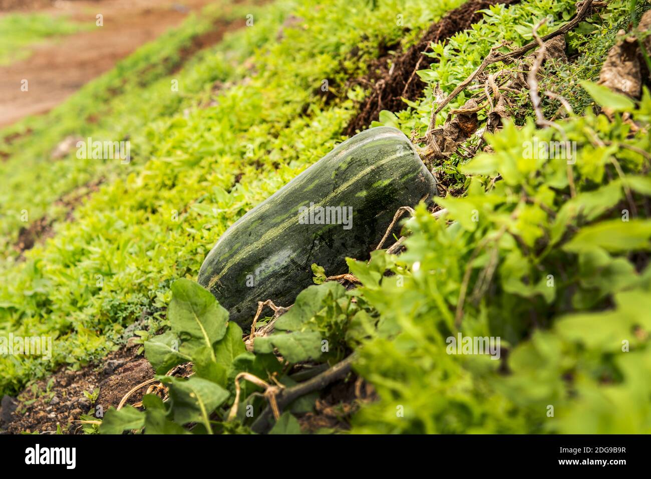 Pumpkin in an organic farm Stock Photo - Alamy