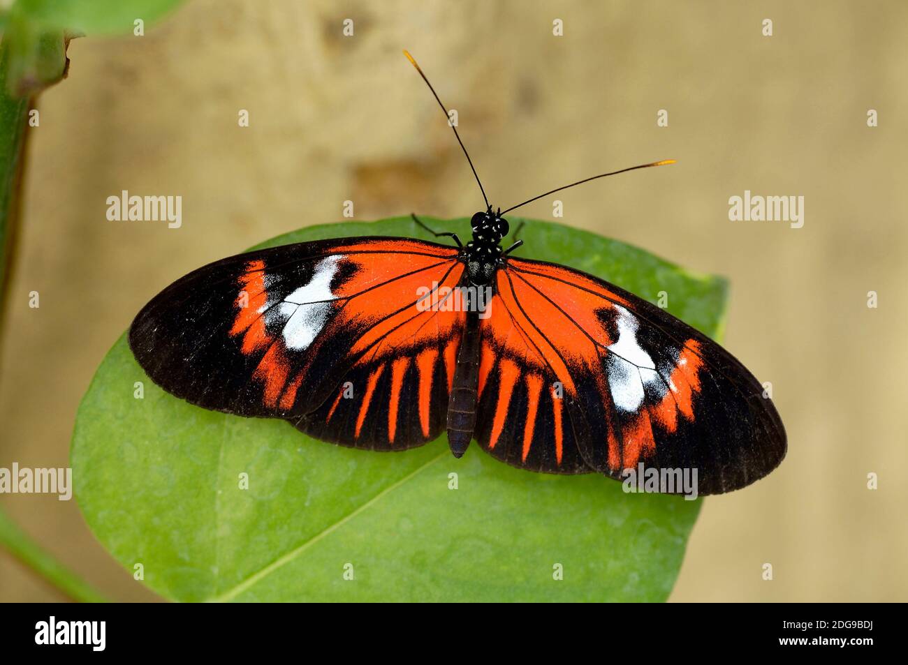 Schmetterling - Grosser Kurier -(Helioconius melpomene) Draufsicht, Stock Photo