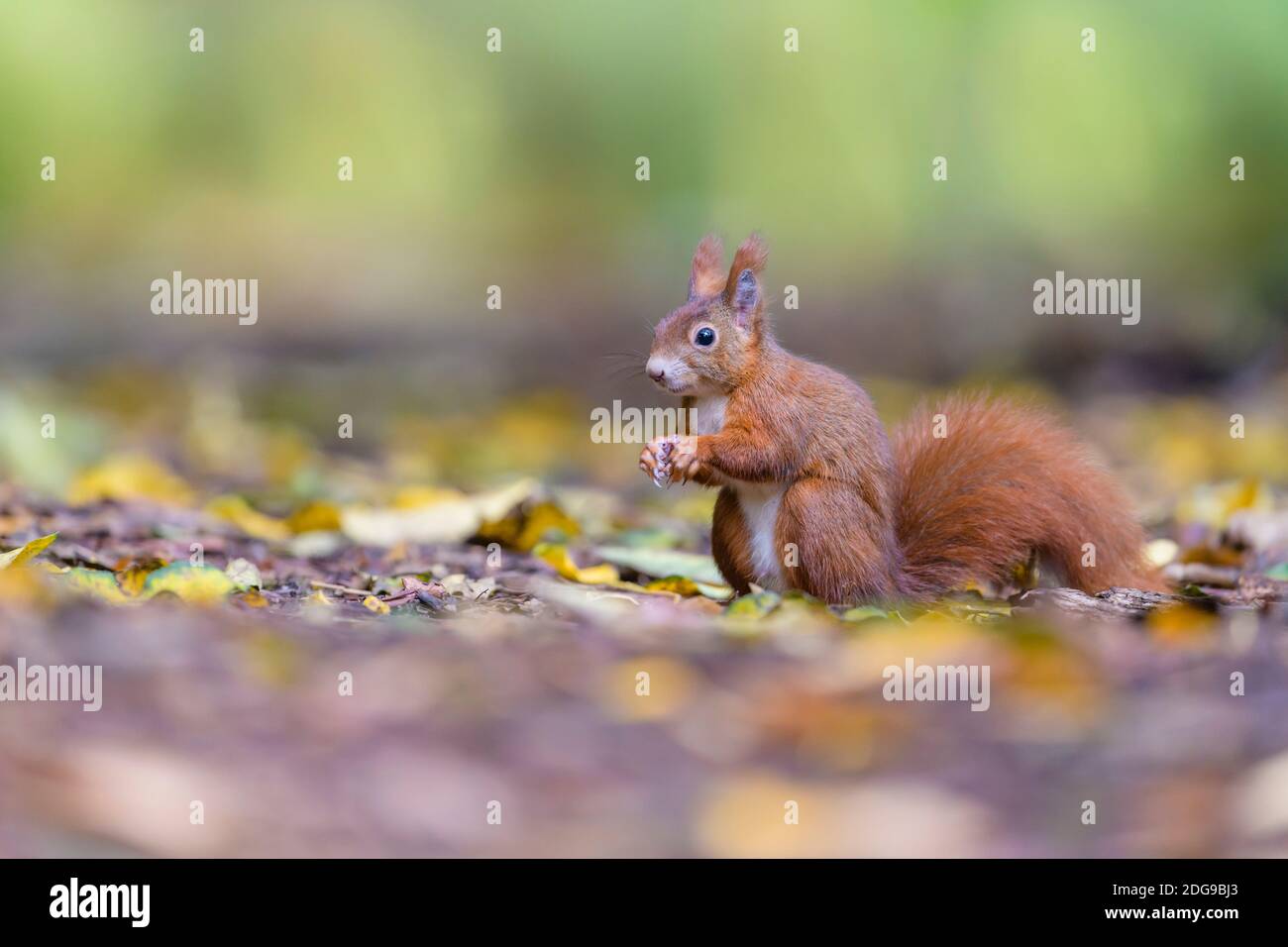 Eurasisches Eichhoernchen, Sciurus vulgaris, Eurasian red squirrel Stock Photo