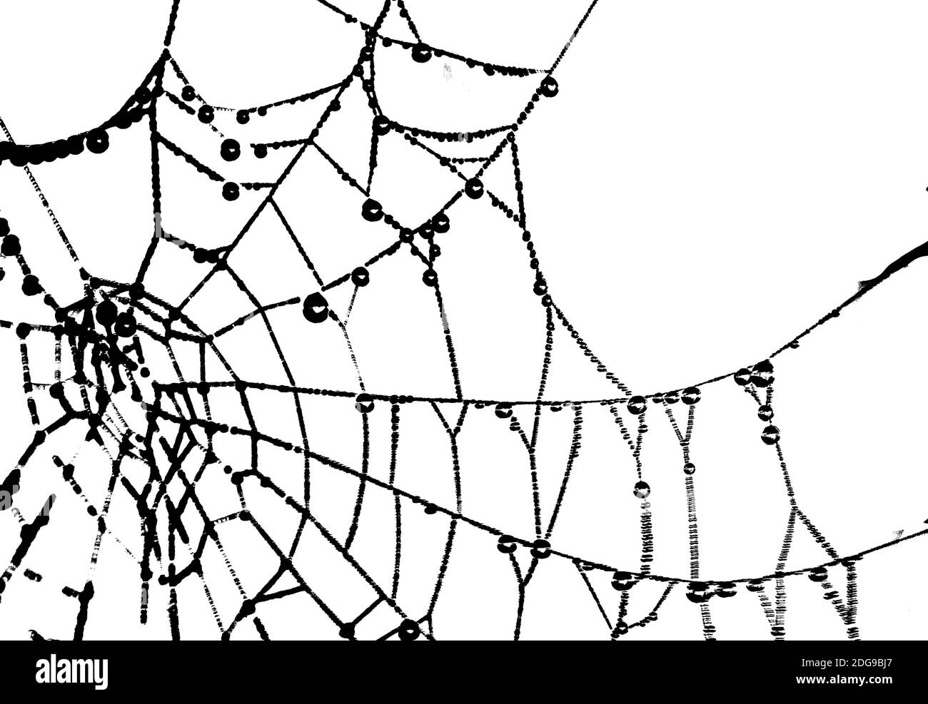 Spider Web Graphic Silhouette Stock Photo Alamy