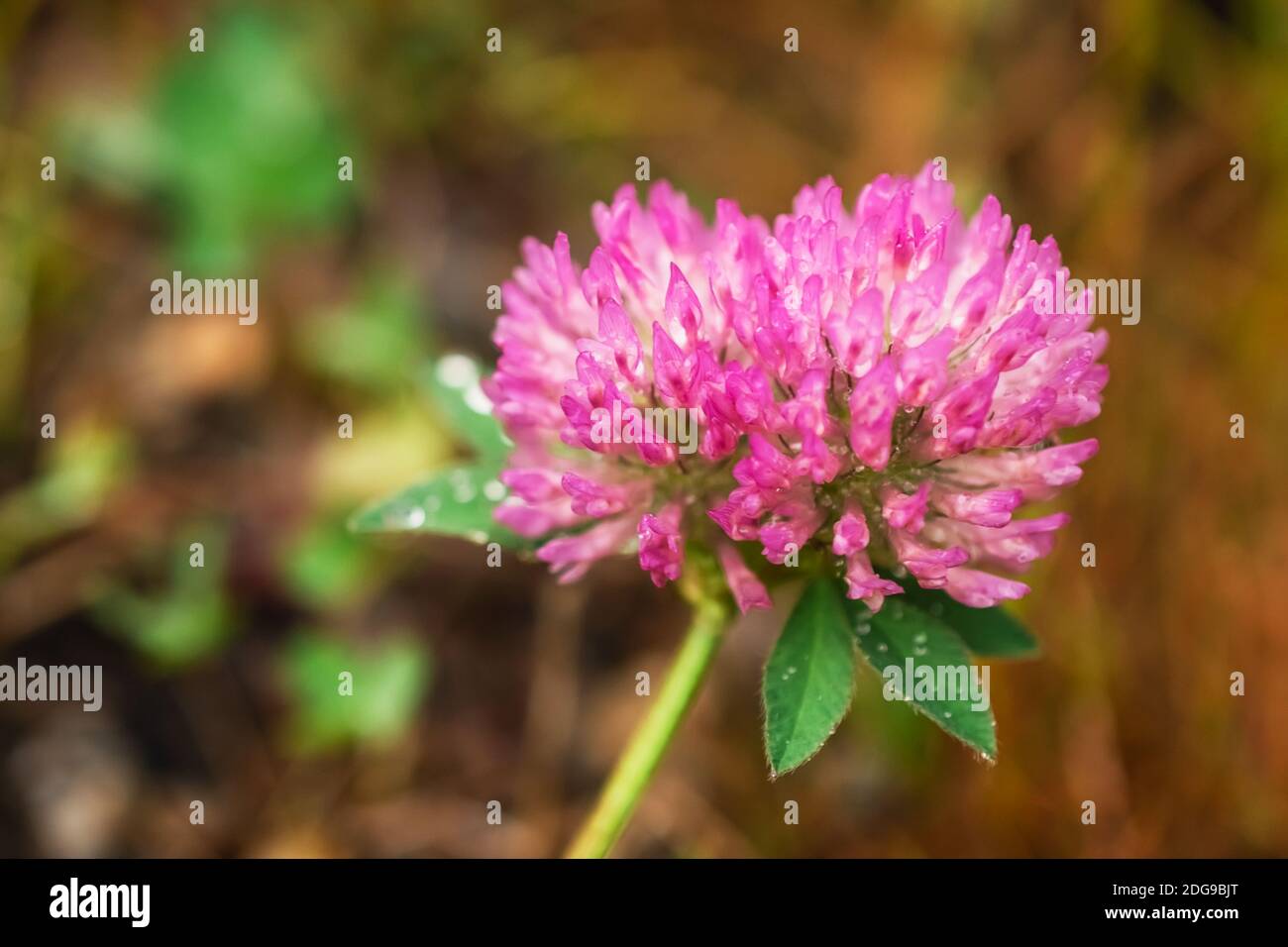 Macro photo of a pink clover with dewdrops on brown background Stock Photo