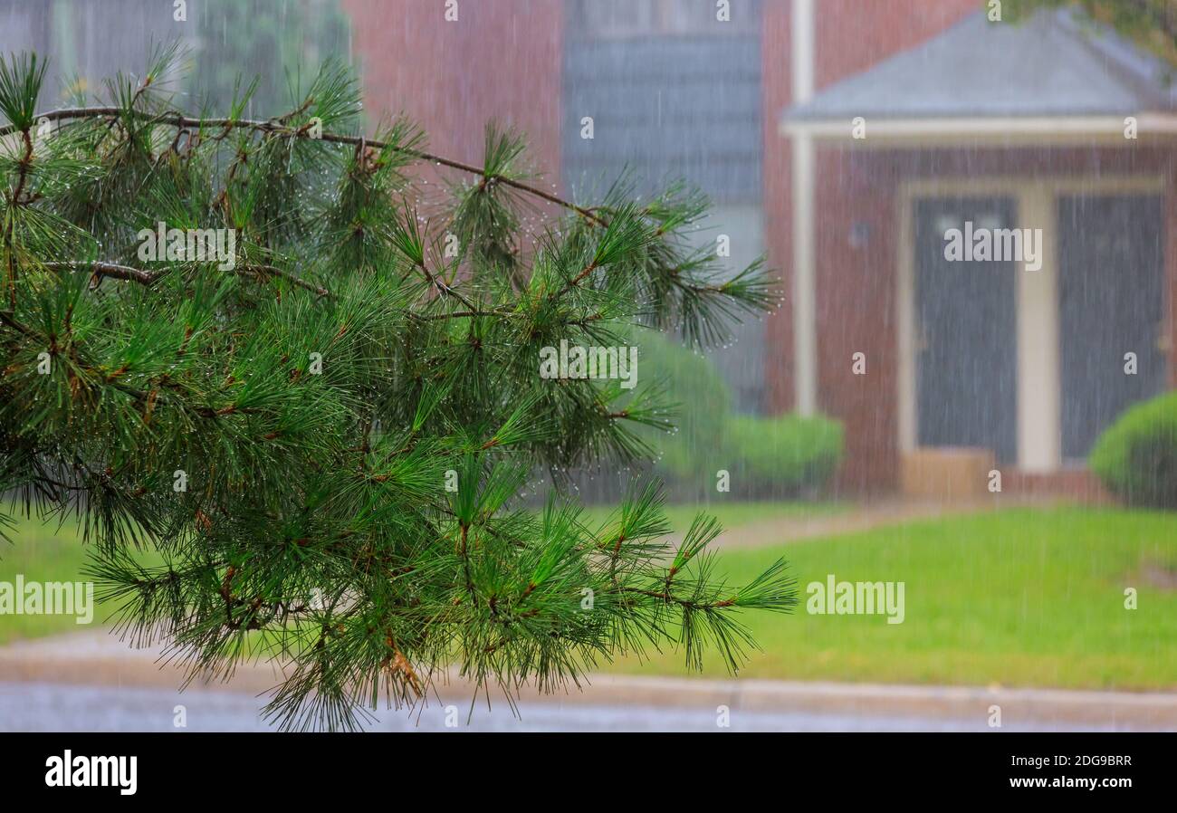 Heavy raining in tree during the rain. A strong gusty wind in the city. Stock Photo
