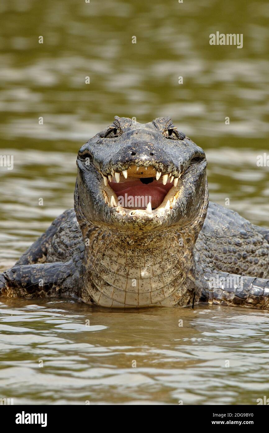 Kaiman, Brillenkaiman, (Caiman crocodylus yacare) Pantanal, Brasilien