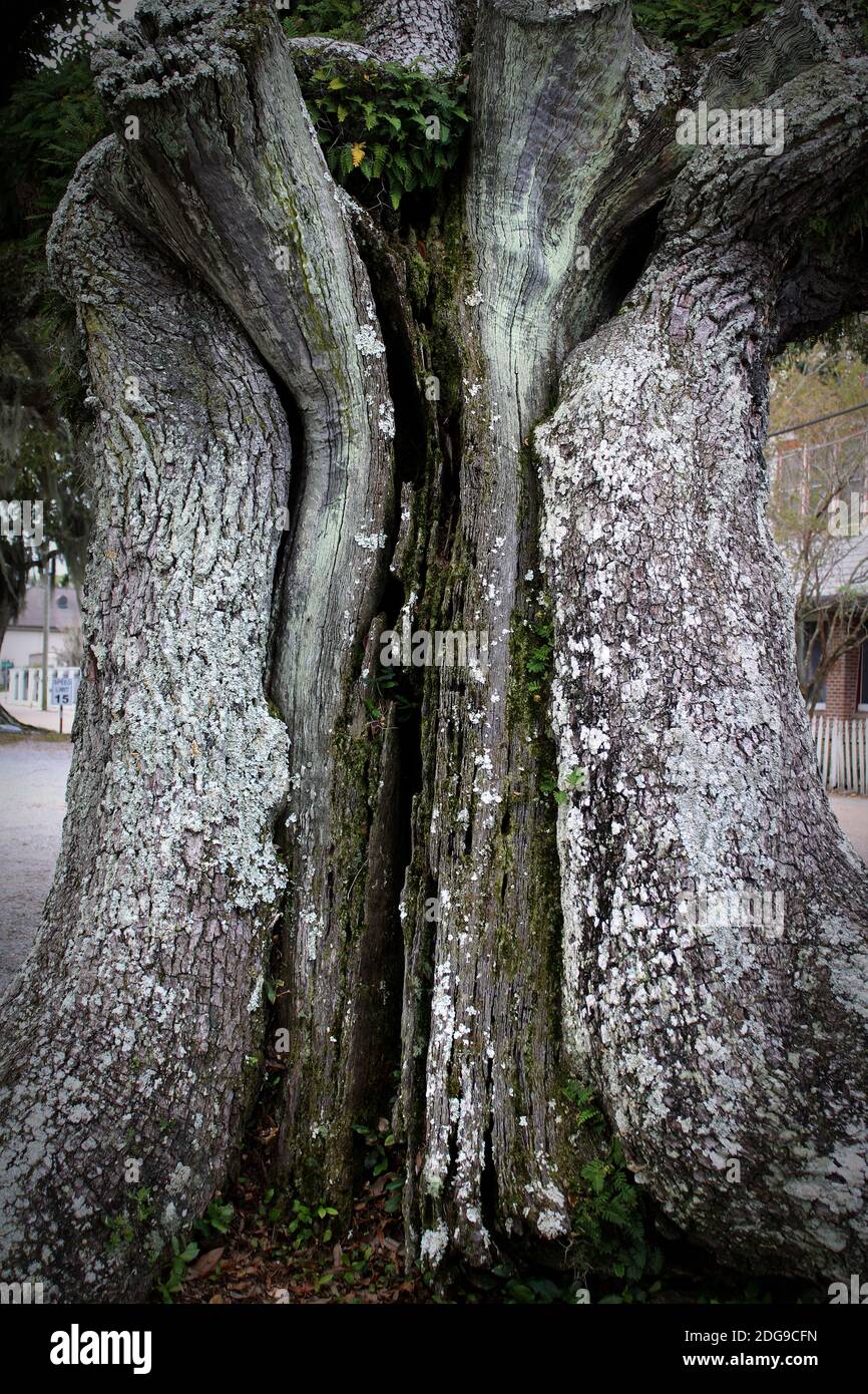 this ancient oak tree trunk has split a part and healed repeatedly through the centuries Stock Photo