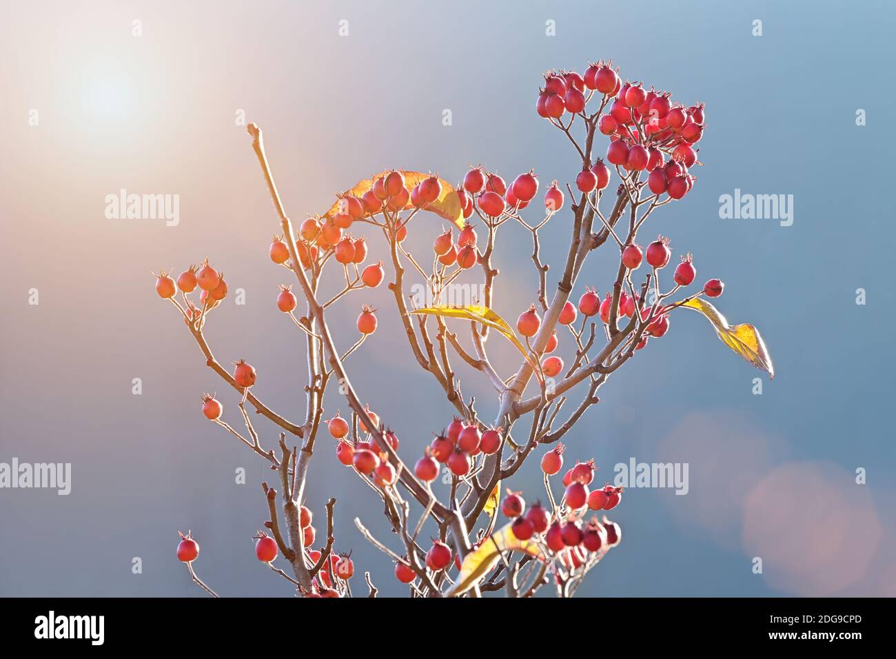 Sorbus aria, the whitebeam deciduous tree with scarlet berries in December. Stock Photo