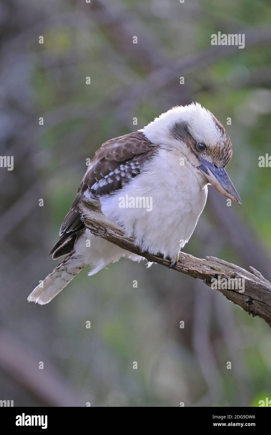 Lachender Hans, Laughing Kookaburra, Dacelo gigas oder Dacelo noveaguineae, Warrumbungle Np, Australien Stock Photo