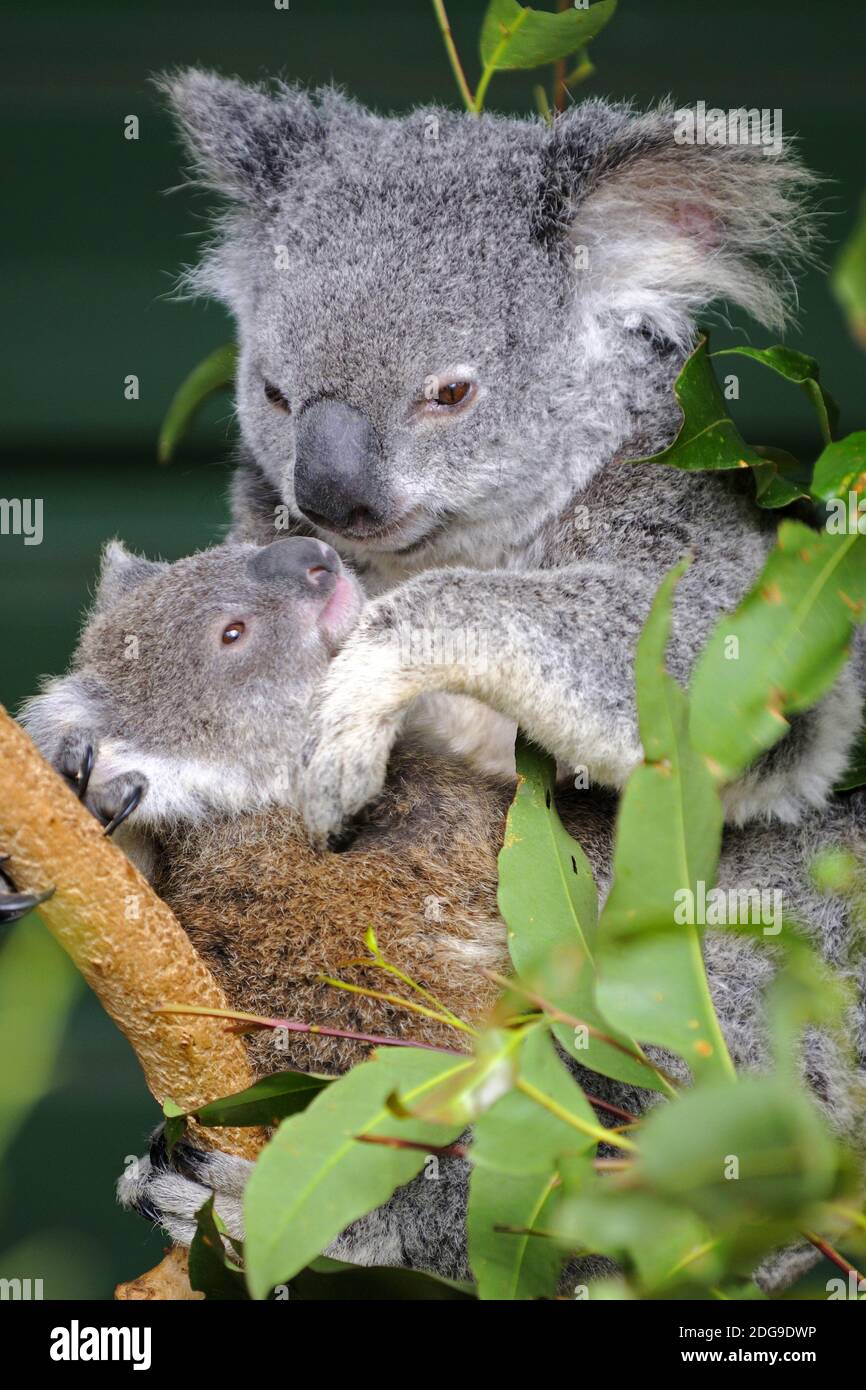 Koala Bär, (Phascolartus cinereus), Weibchen mit Jungtier, Stock Photo