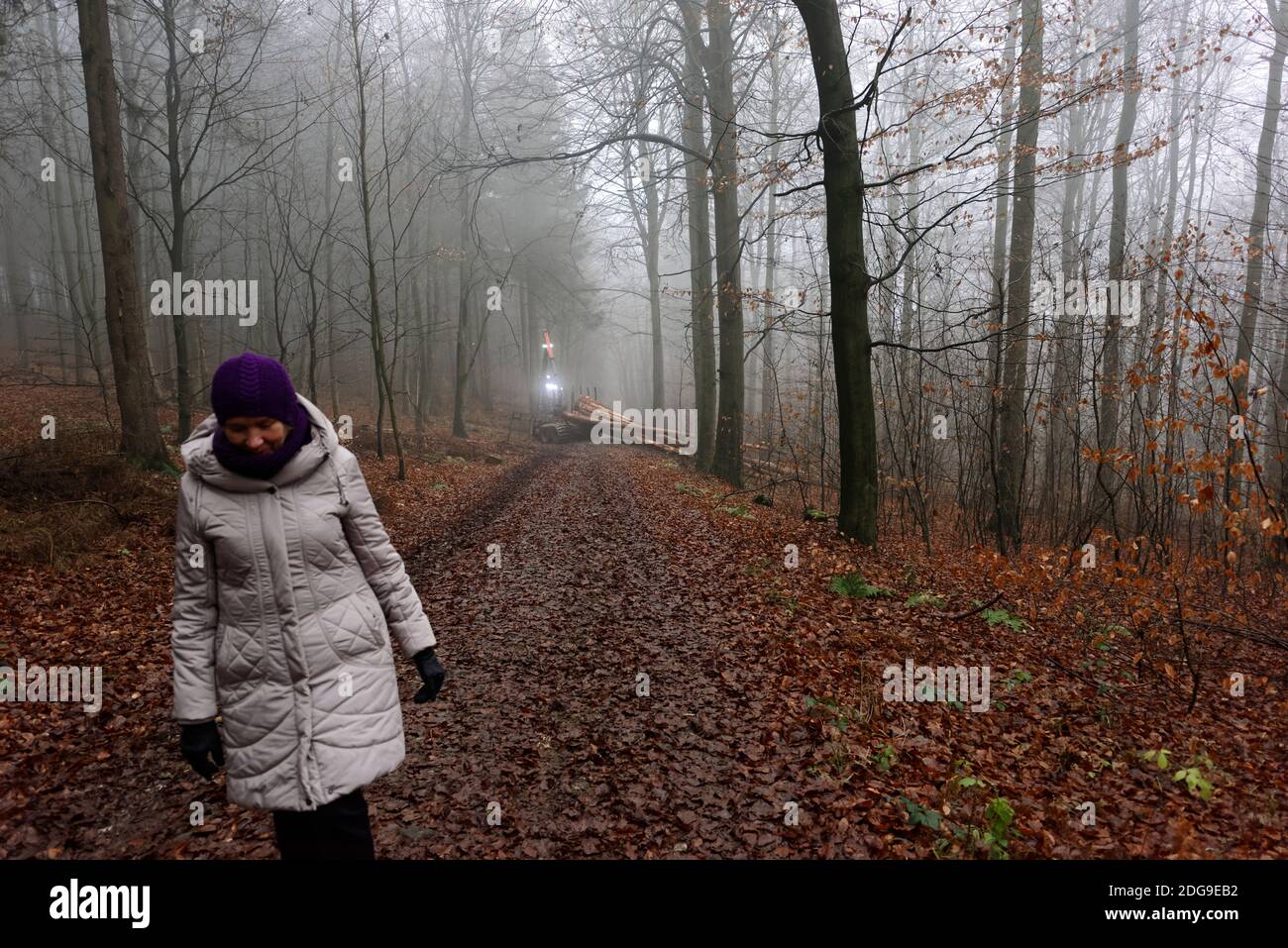 Spaziergang im wald hi-res stock photography and images - Alamy
