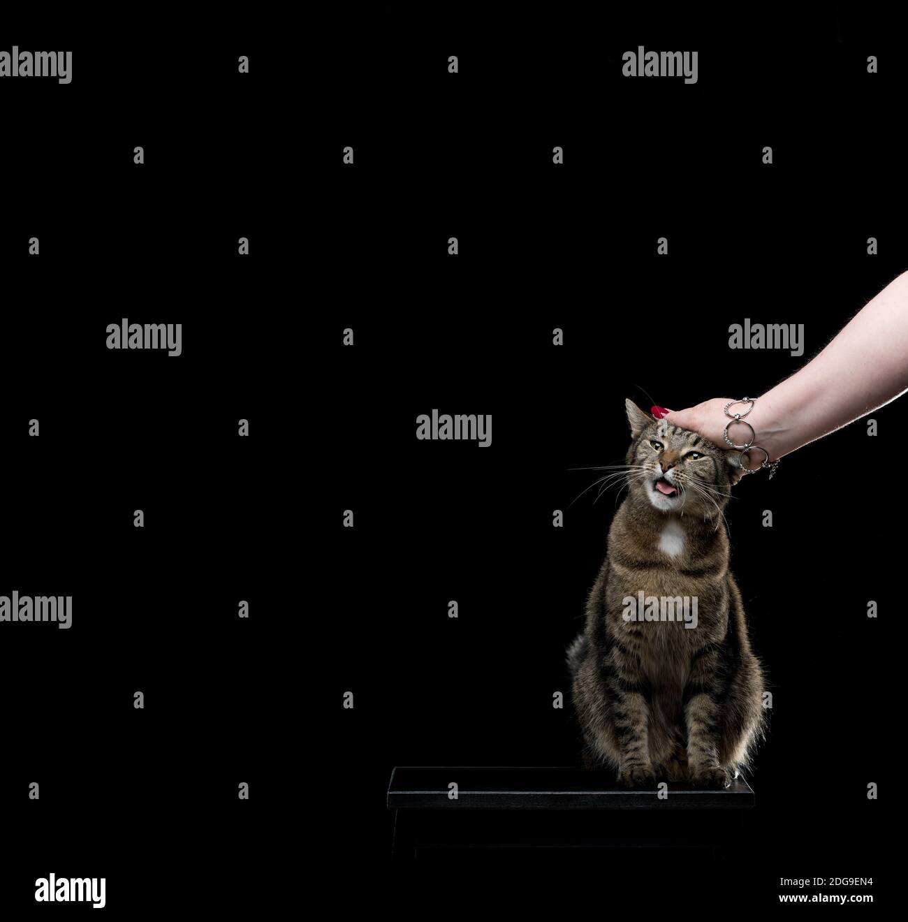 tabby cat getting stroked by human hand female Stock Photo
