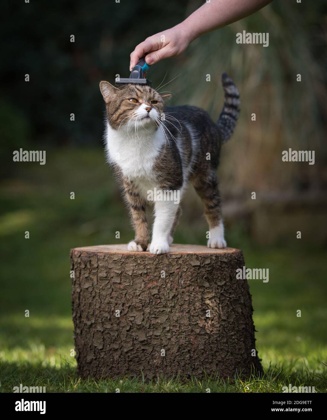 white tabby british shorthair cat standing on tree stump in the garden