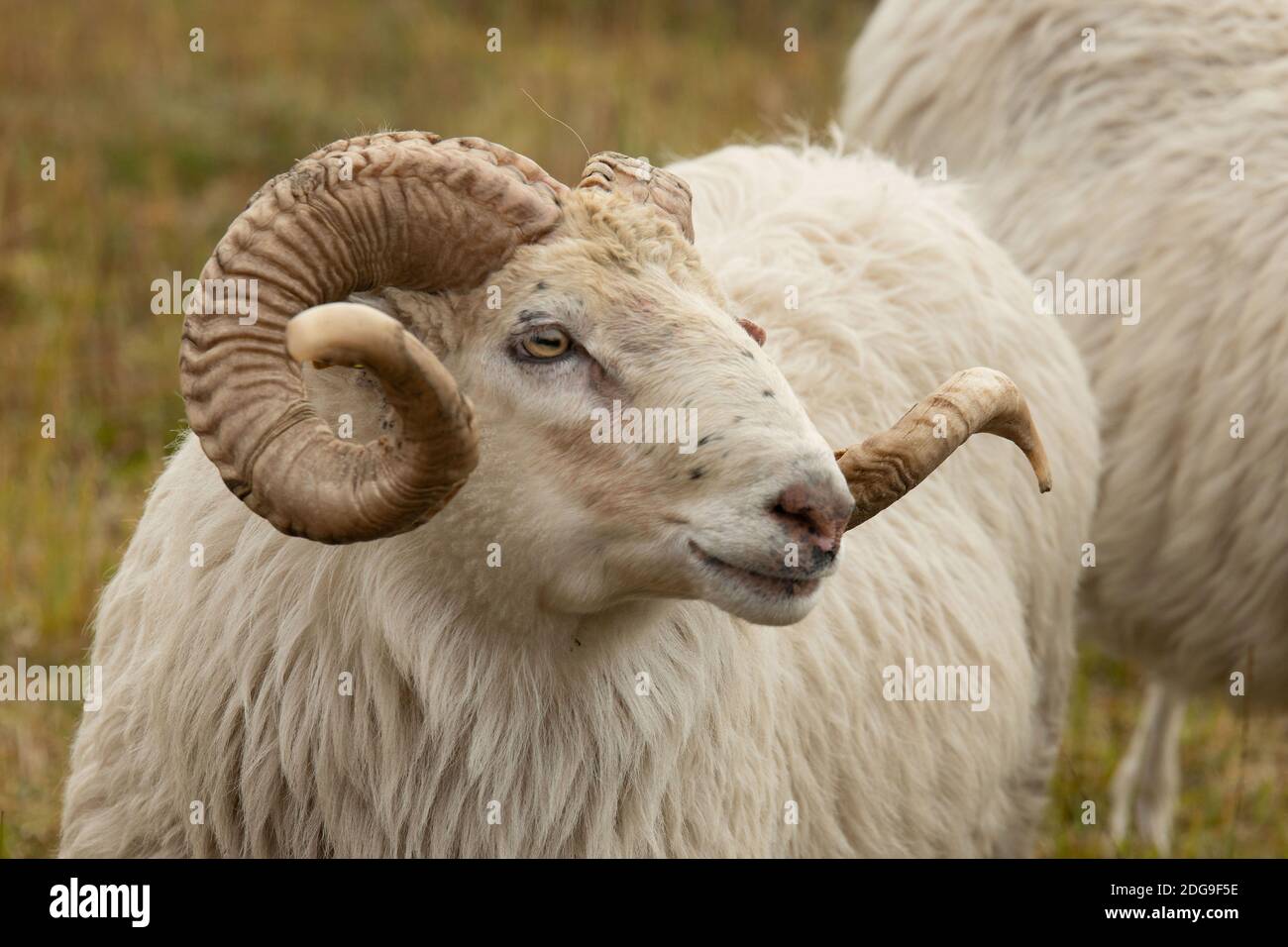 White horned heath Stock Photo