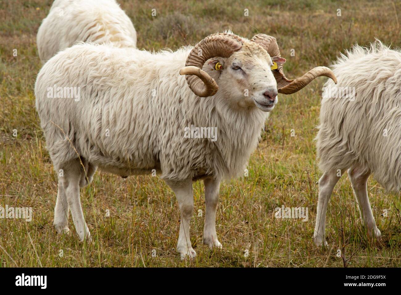 White horned heath Stock Photo