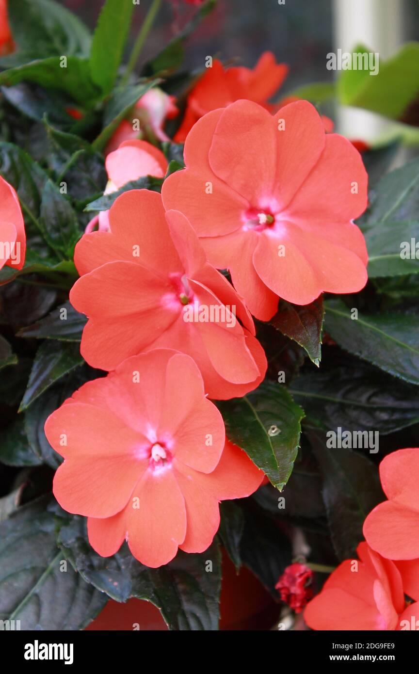 Colorful flowerbed of Busy Lizzie, scientific name Impatiens walleriana Stock Photo