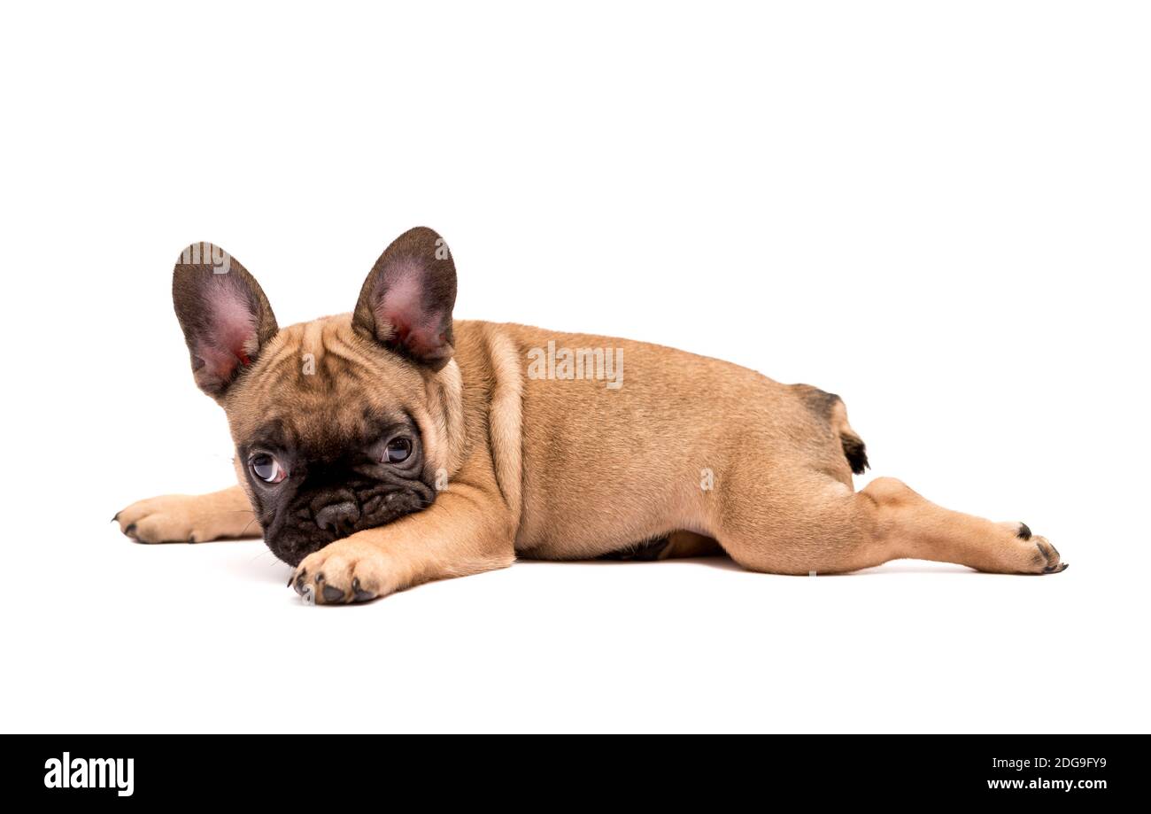Fawn and sales white french bulldog