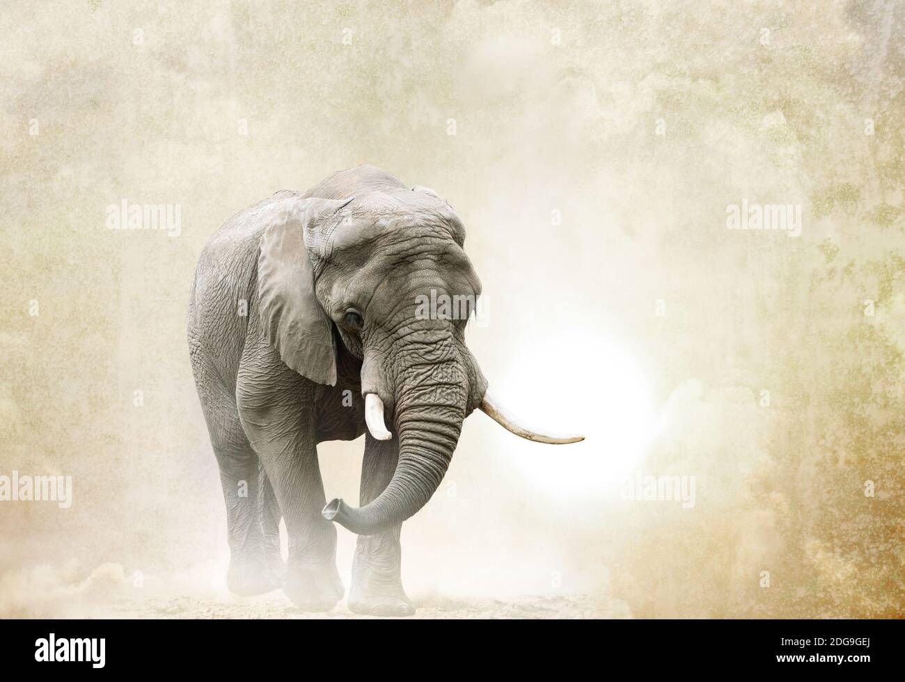 african elephant walking in desert over a grunge background Stock Photo