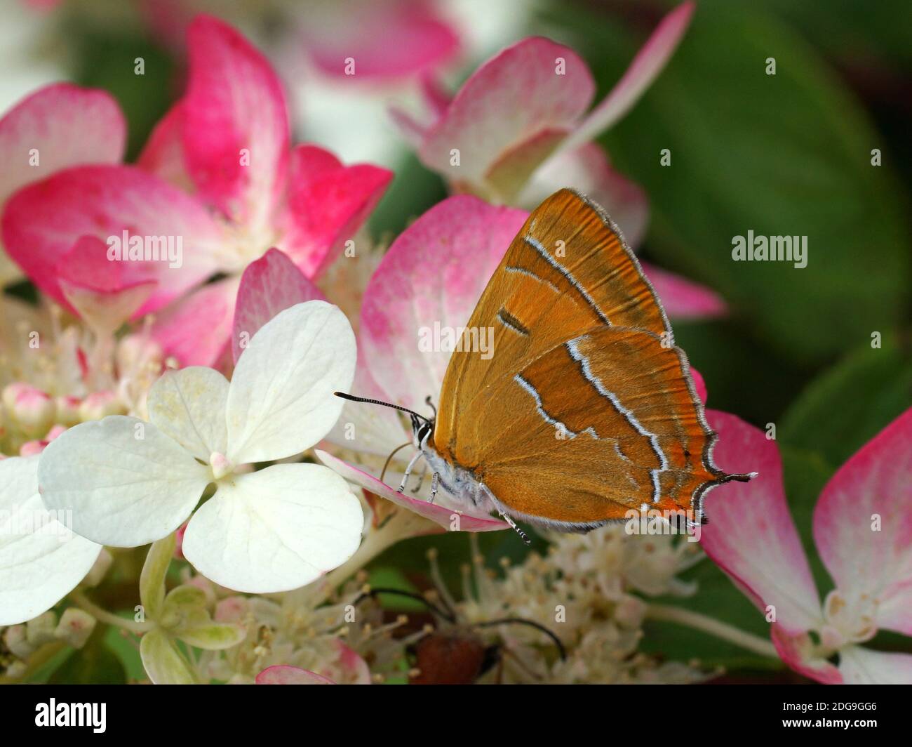 Beautiful orange butterfly on a flower. brown hairstreak, Thecla betulae, is a butterfly in the family Lycaenidae. Stock Photo