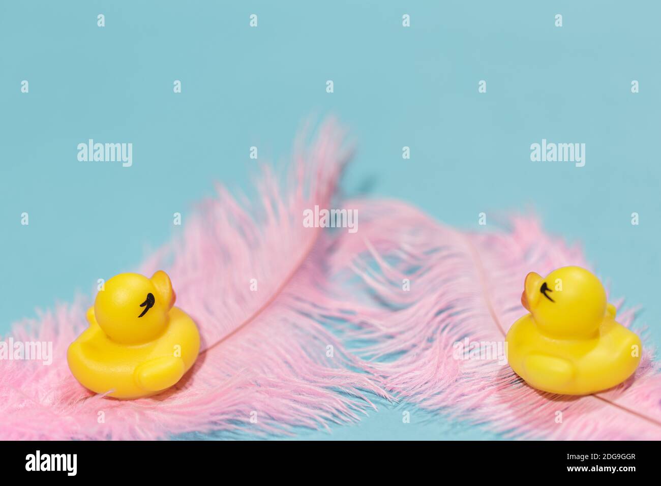 Two small yellow rubber ducks on soft pink feathers on a blue background Stock Photo
