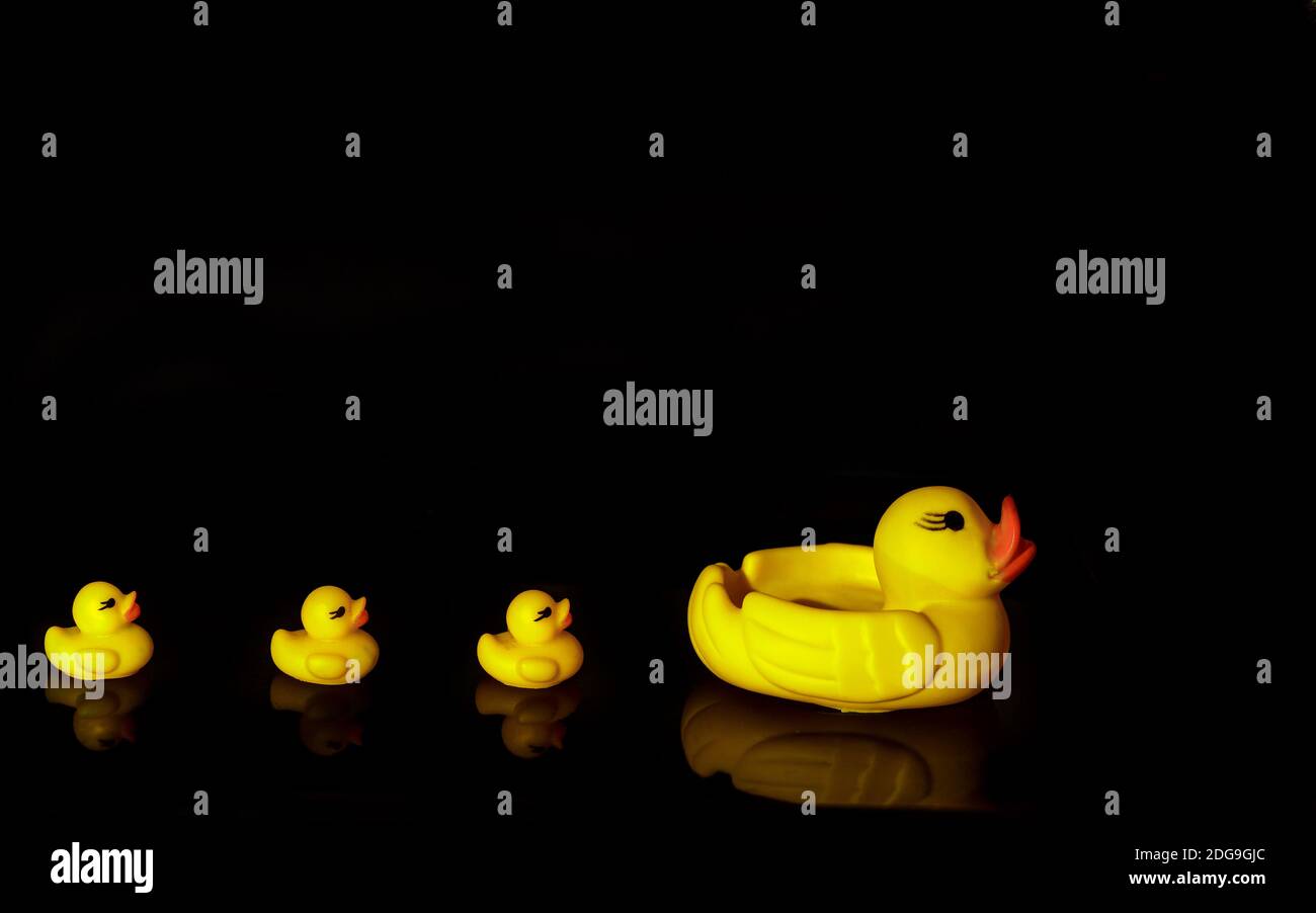 Yellow rubber ducks in rows on a black background with copy space ...