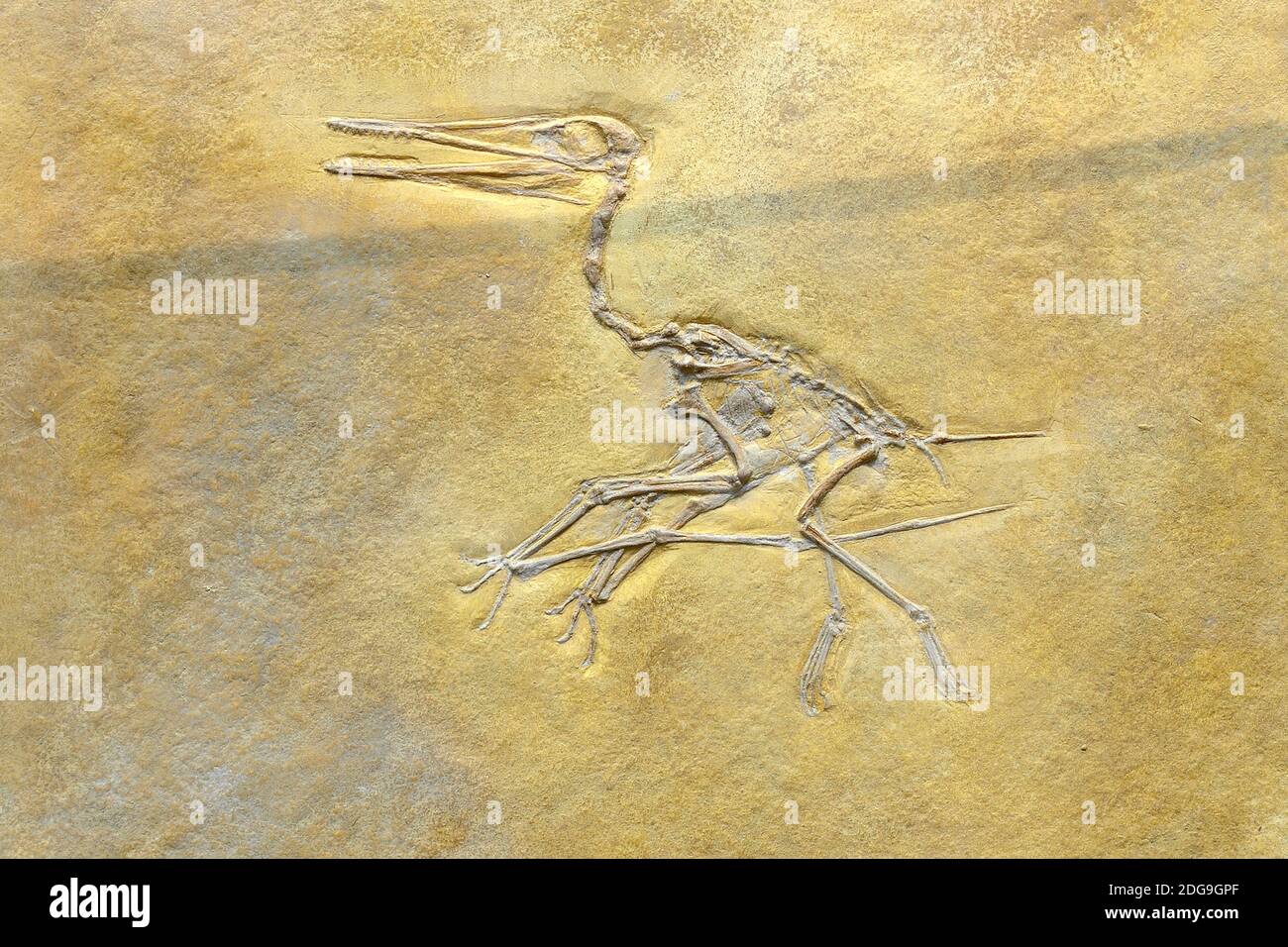 Versteinerung eines kurzschwänziger Flugsaurier (Pterodactylus kochi), Museum für Naturkunde, Naturkundemuseum Berlin Stock Photo