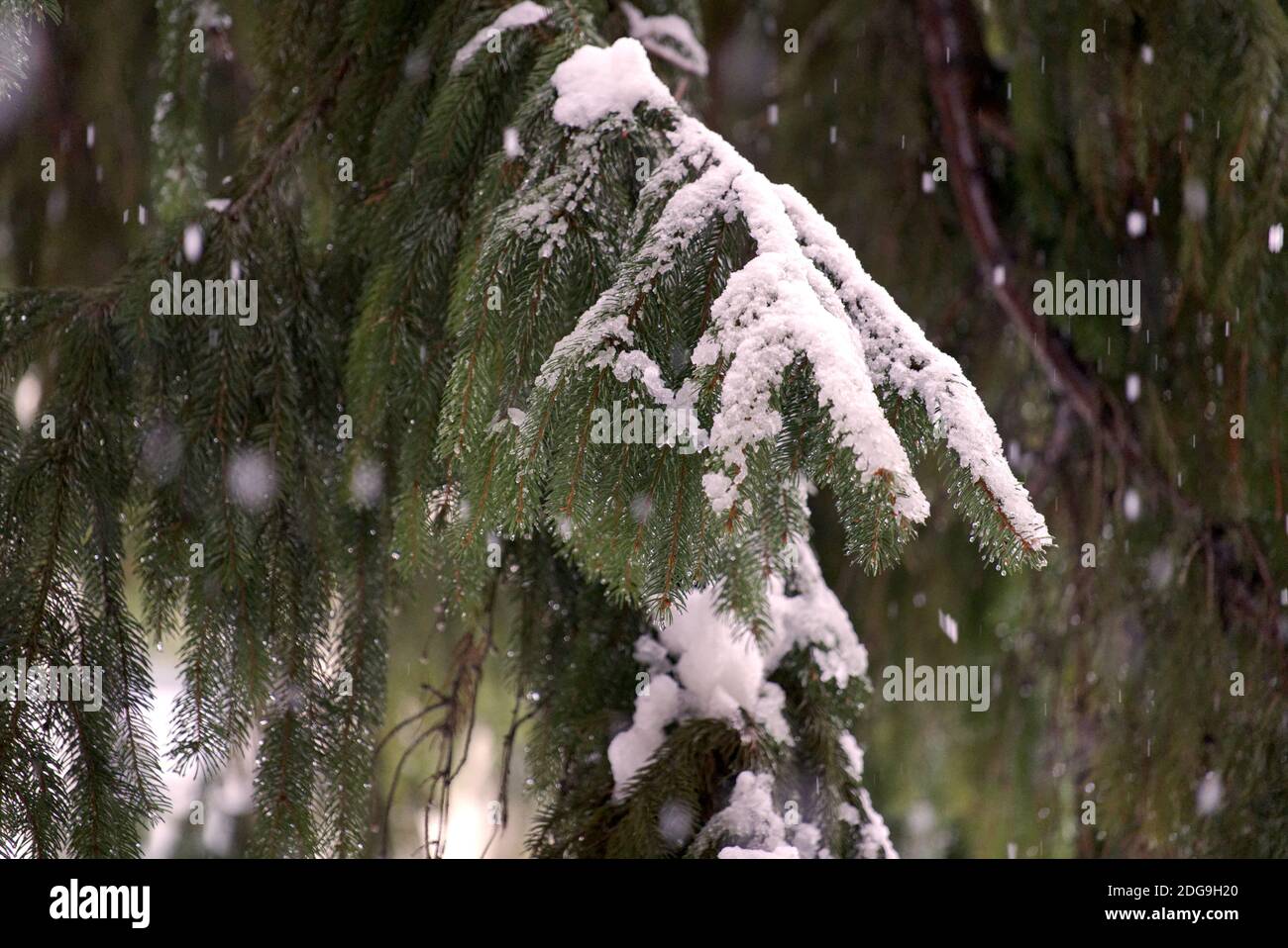 Heavy wet snow covering leafs of a pine tree. It snows. Stock Photo