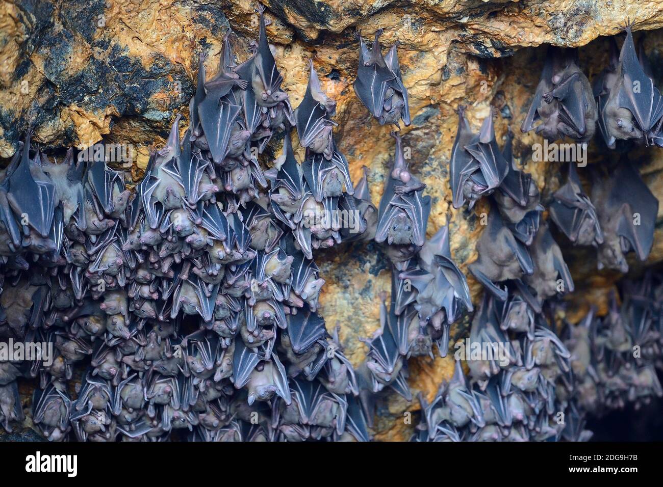 Hunderte Fledermäuse in einer Höhle direkt über dem Altar des Fledermaustempels Goa Lawah, Bali, Indonesien Stock Photo