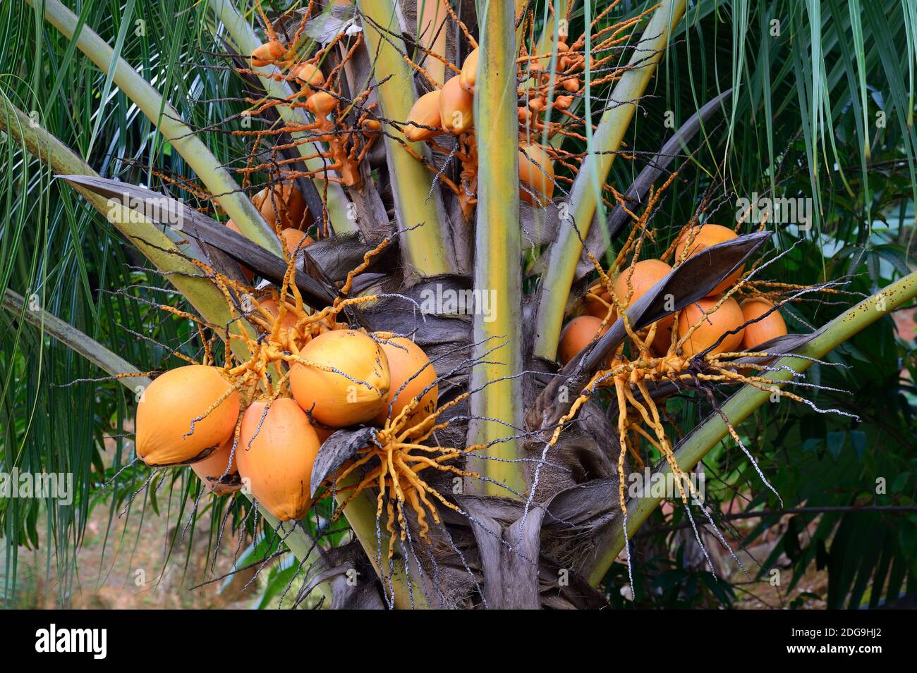 Kokospalme (Cocos nucifera) mit reifen Kokosnüssen, Insel Mahe, Seychellen Stock Photo
