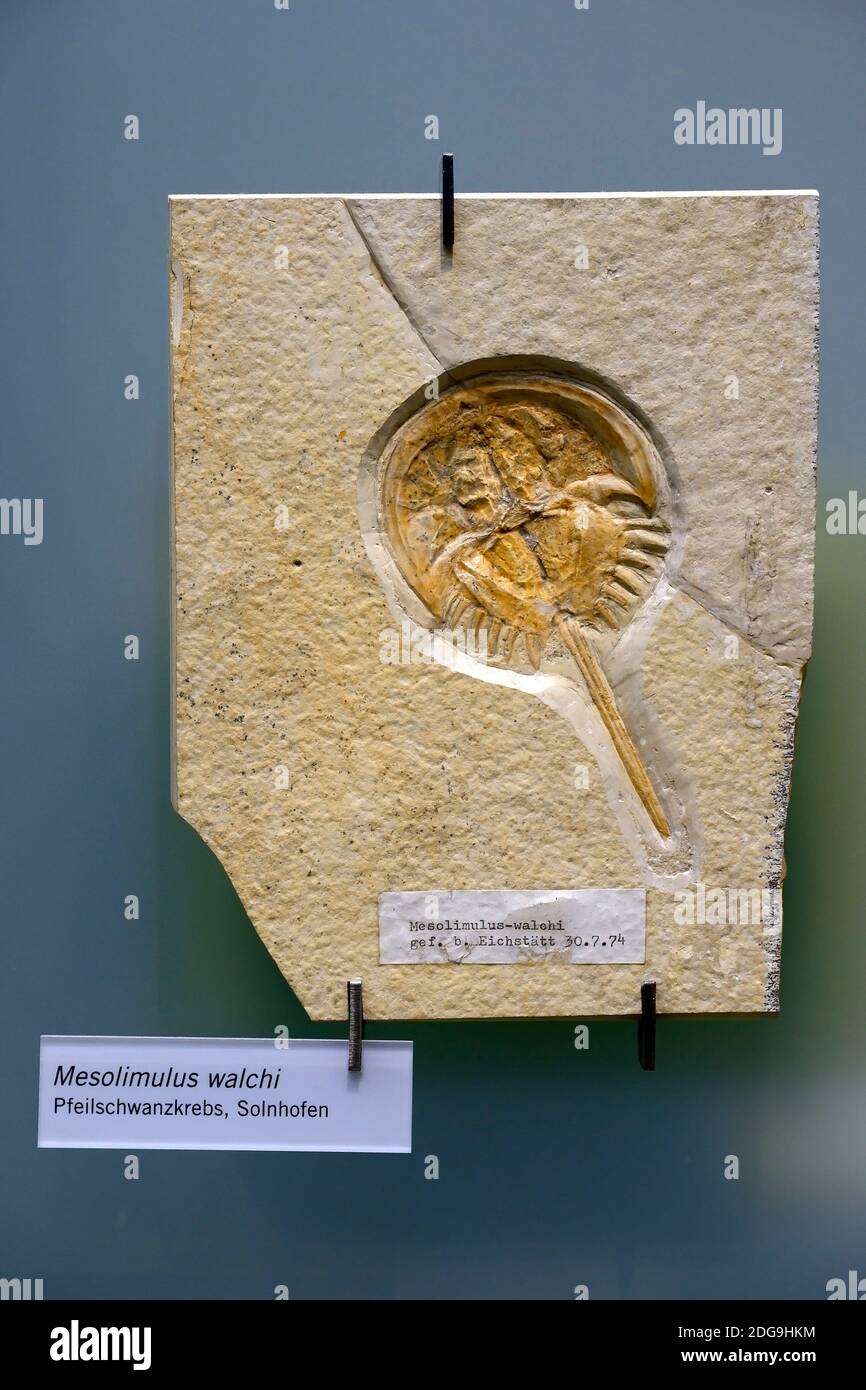 Versteinerung eines Pfeilschwanzkrebs  (Mesolimulus walchi) , Museum für Naturkunde, Naturkundemuseum,  Berlin Stock Photo