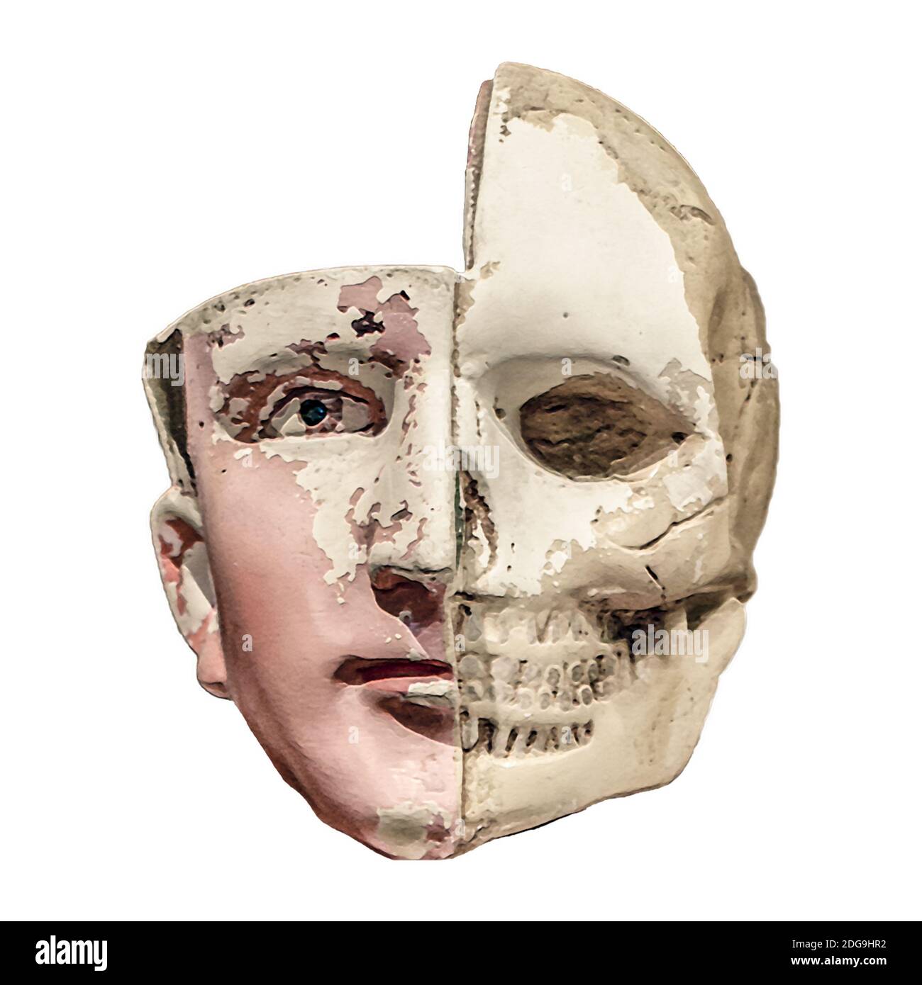 Anatomy Human Head Model Isolated Stock Photo