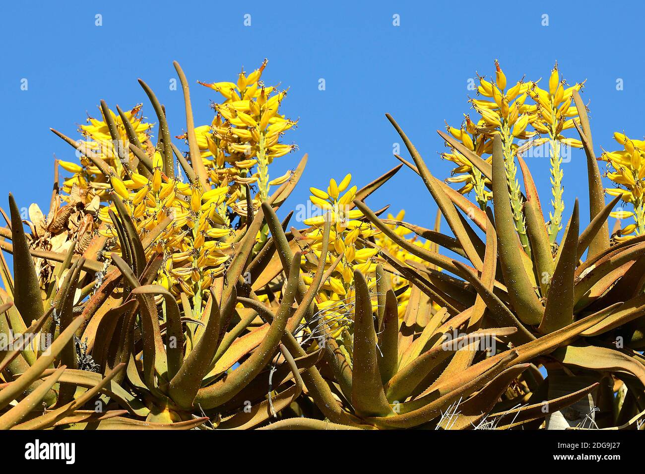 Blüten des Köcherbaum oder Quivertree (Afrikaans: Kokerboom,  Aloe dichotoma) bei Sonnenaufgang , Keetmanshoop, Namibia, Afrika Stock Photo