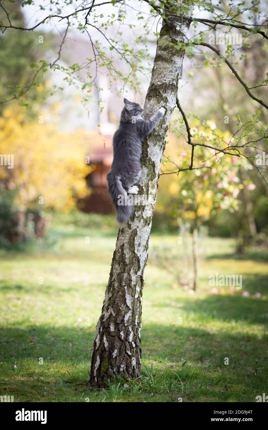 young blue tabby maine coon cat climbing up a birch tree in the back