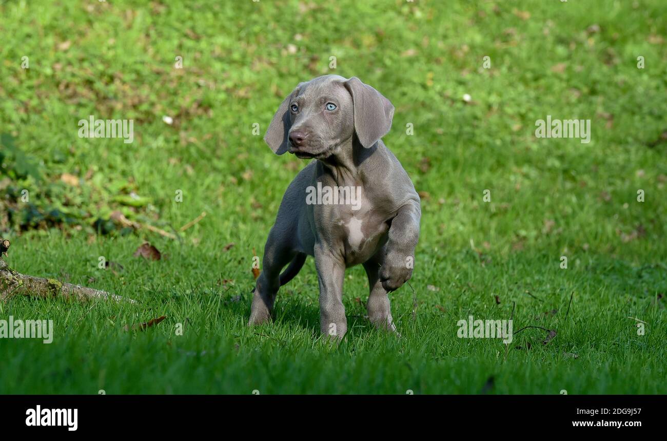 woensdag porselein Levendig 9 week old cute Weimaraner pup exploring park Stock Photo - Alamy