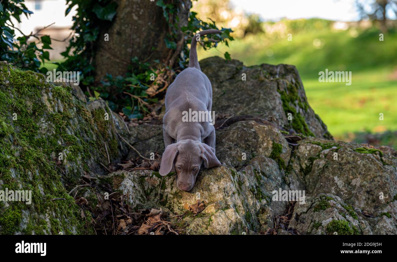 9 week old cute Weimaraner pup exploring park Stock Photo - Alamy