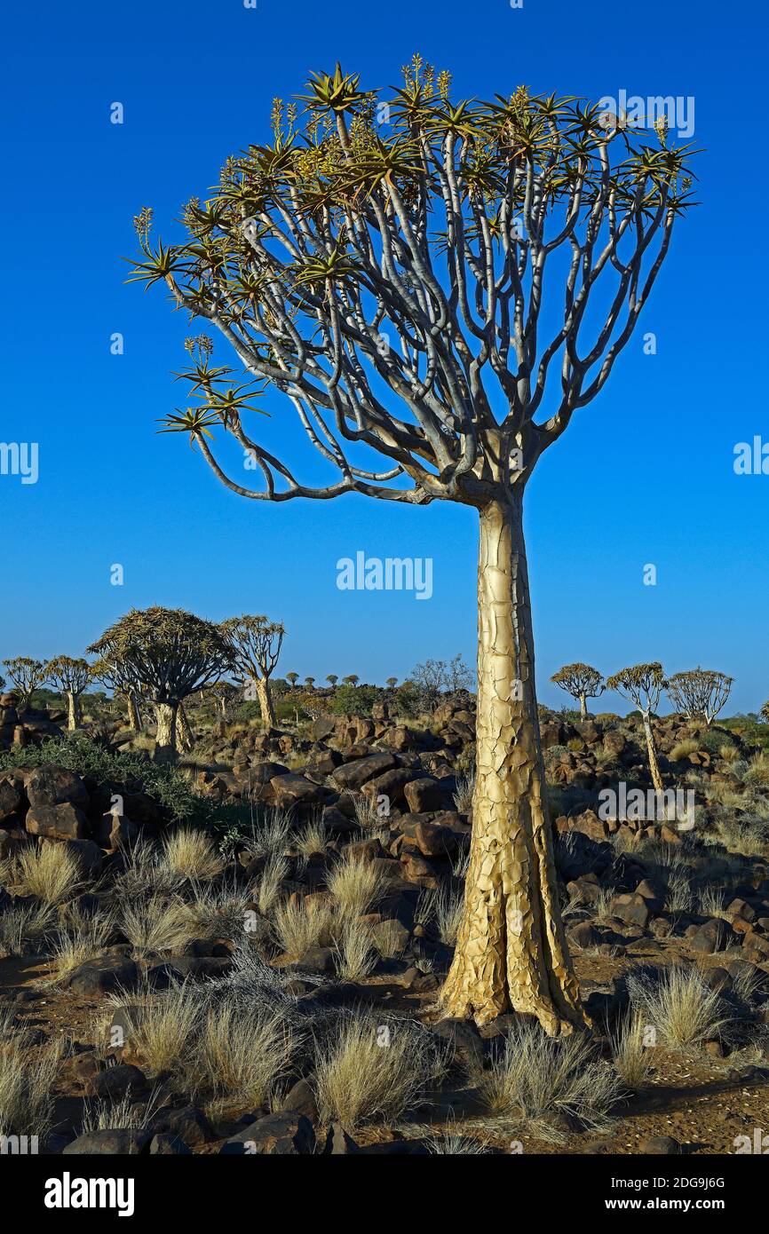 Koecherbaum oder Quivertree (Afrikaans: Kokerboom,  Aloe dichotoma) bei Sonnenaufgang , Keetmanshoop, Namibia, Afrika Stock Photo