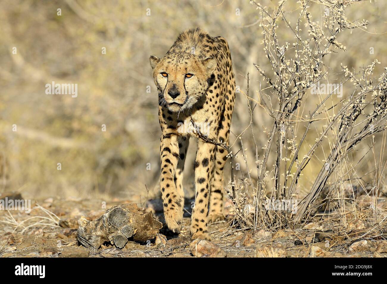 Gepard, Namibia, Afrika, (Acinonyx jubatus), Stock Photo