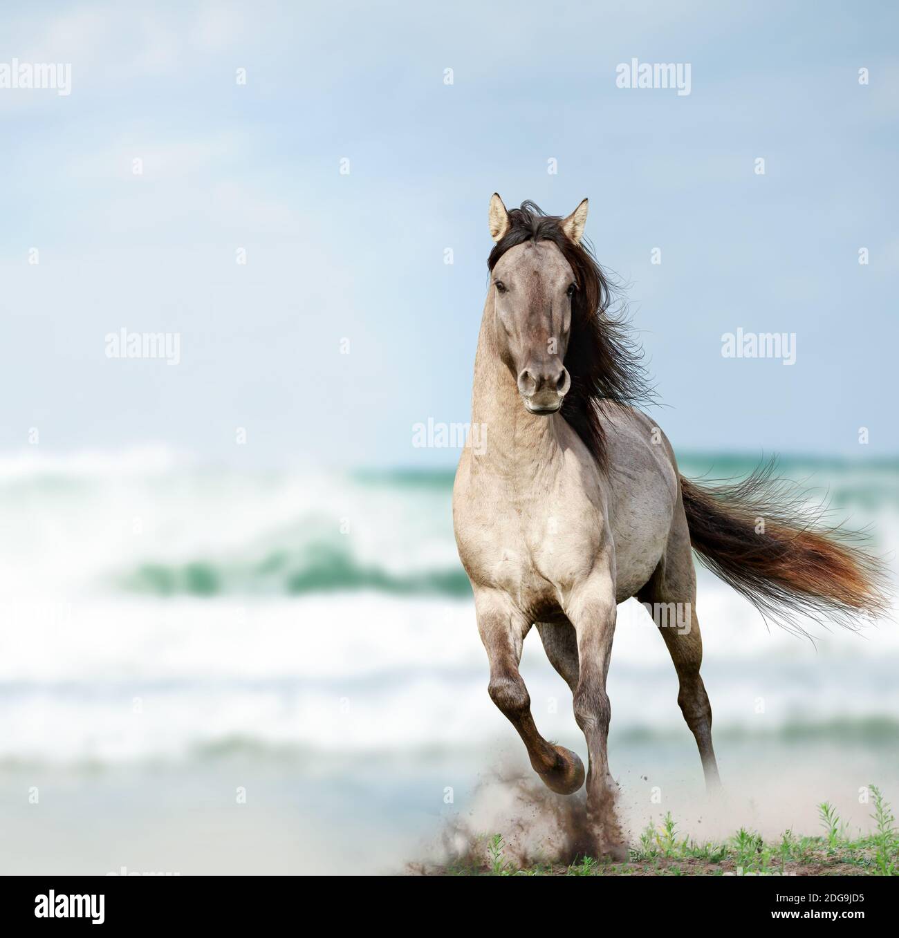 wild stallion running near water Stock Photo