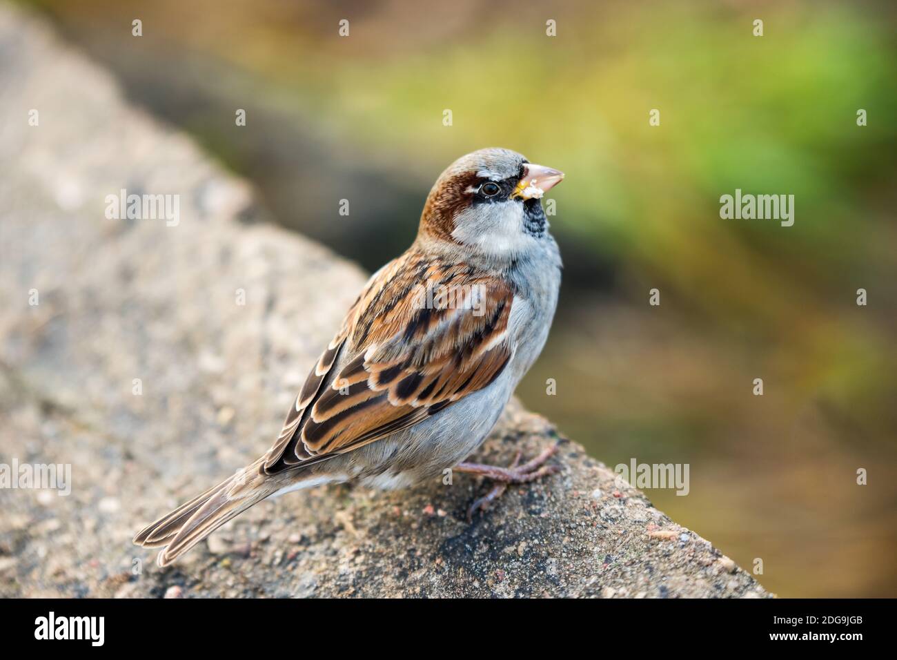 Sparrow eating bread. Small bird wild animals Stock Photo
