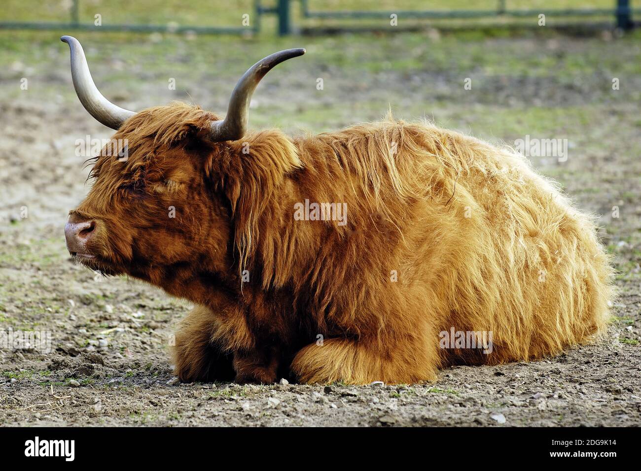 Schottisches Hochlandrind, Highland Cattle, Stock Photo