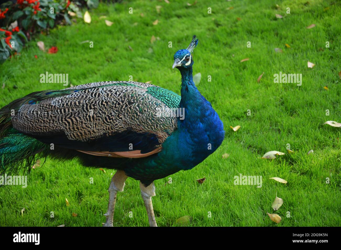 a green peacock take a walk on the grassland in the zoo Stock Photo